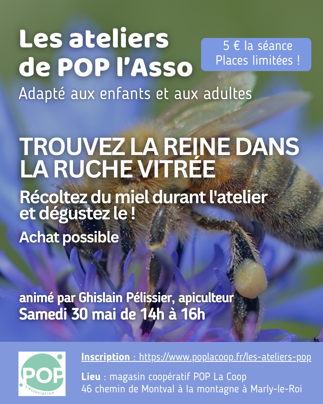 Trouvez la reine dans la ruche